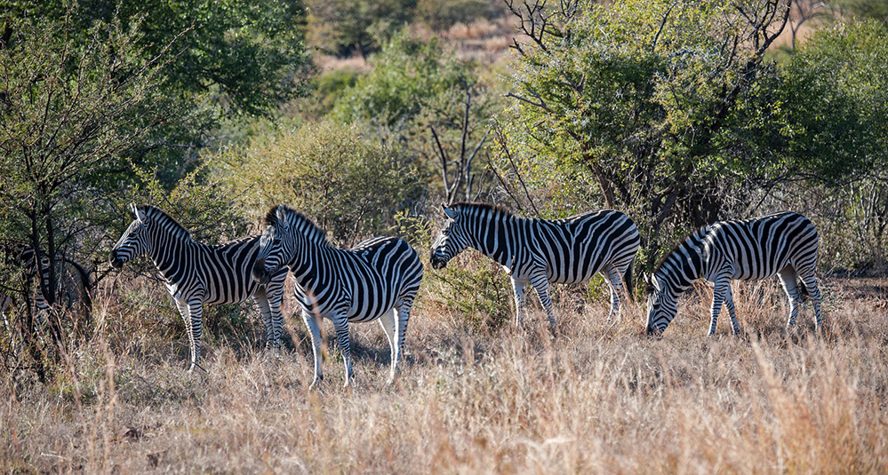 Pilanesberg National Park Burchell's Zebra Quartet